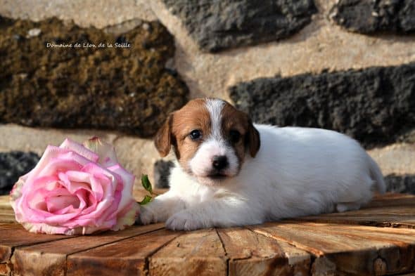 Image de la portée de chiot de l'élévage DOSDAT JOSUA