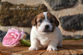 Chiots de race Jack russell terrier à vendre chez l'éleveur DOSDAT JOSUA