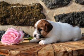 Chiots de race Jack russell terrier à vendre chez l'éleveur DOSDAT JOSUA