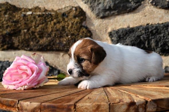 Image de la portée de chiot de l'élévage DOSDAT JOSUA