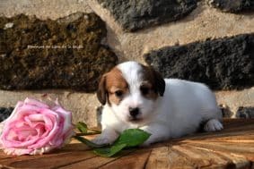 Chiots de race Jack russell terrier à vendre chez l'éleveur DOSDAT JOSUA