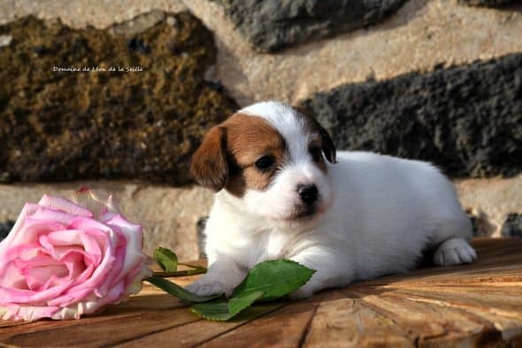 Image de la portée de chiot de l'élévage DOSDAT JOSUA