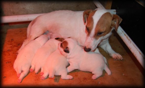 Image de la portée de chiot de l'élévage EARL LE MOULIN GALVEAU