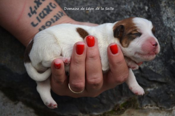 Image de la portée de chiot de l'élévage ELEVAGE DU DOMAINE DE LEON DE LA SEILLE