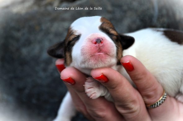 Image de la portée de chiot de l'élévage ELEVAGE DU DOMAINE DE LEON DE LA SEILLE