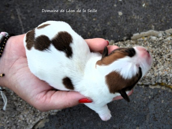 Image de la portée de chiot de l'élévage ELEVAGE DU DOMAINE DE LEON DE LA SEILLE