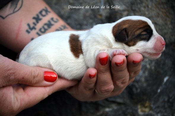 Image de la portée de chiot de l'élévage ELEVAGE DU DOMAINE DE LEON DE LA SEILLE