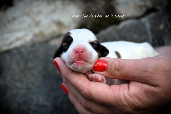 Image de la portée de chiot de l'élévage ELEVAGE DU DOMAINE DE LEON DE LA SEILLE