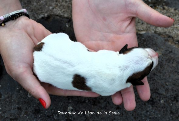 Image de la portée de chiot de l'élévage ELEVAGE DU DOMAINE DE LEON DE LA SEILLE