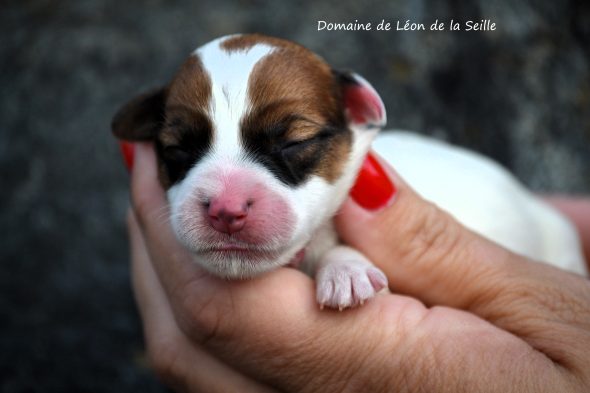 Image de la portée de chiot de l'élévage ELEVAGE DU DOMAINE DE LEON DE LA SEILLE