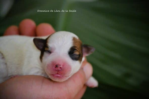 Image de la portée de chiot de l'élévage ELEVAGE DU DOMAINE DE LEON DE LA SEILLE