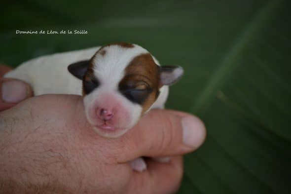 Image de la portée de chiot de l'élévage ELEVAGE DU DOMAINE DE LEON DE LA SEILLE