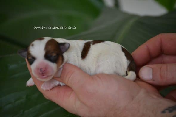 Image de la portée de chiot de l'élévage ELEVAGE DU DOMAINE DE LEON DE LA SEILLE