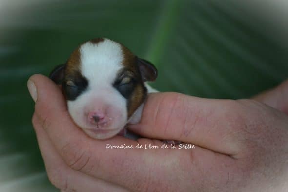 Image de la portée de chiot de l'élévage ELEVAGE DU DOMAINE DE LEON DE LA SEILLE