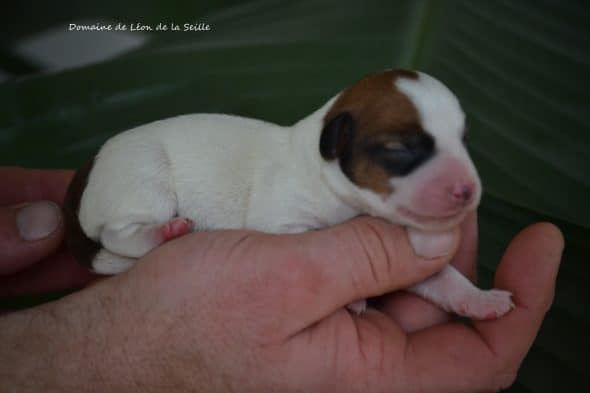 Image de la portée de chiot de l'élévage ELEVAGE DU DOMAINE DE LEON DE LA SEILLE