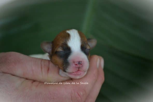 Image de la portée de chiot de l'élévage ELEVAGE DU DOMAINE DE LEON DE LA SEILLE