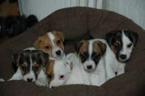 Chiots de race Jack russell terrier à vendre chez l'éleveur DE LA PINKINERIE