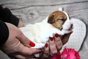 Chiots de race Jack russell terrier à vendre chez l'éleveur DOSDAT JOSUA