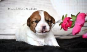 Chiots de race Jack russell terrier à vendre chez l'éleveur DOSDAT JOSUA