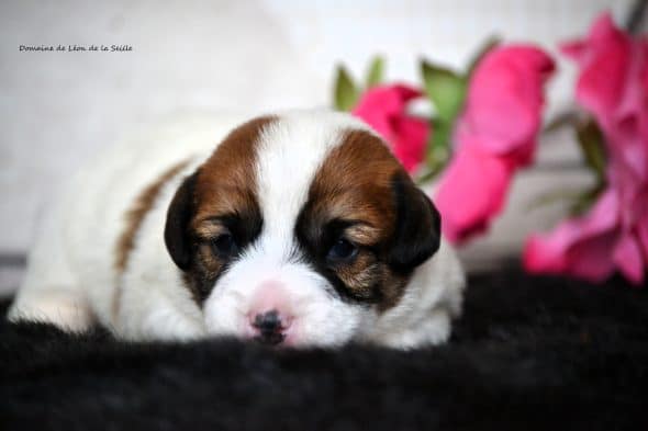 Image de la portée de chiot de l'élévage DOSDAT JOSUA