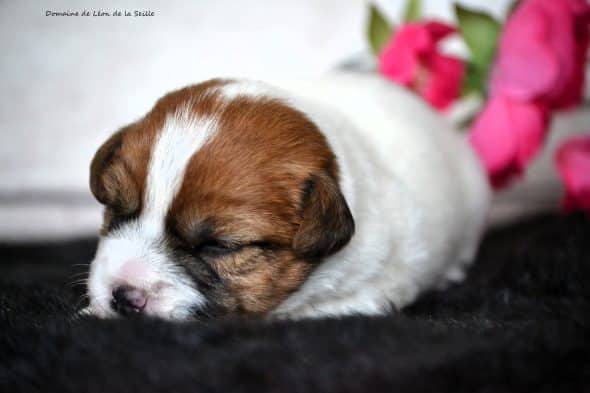 Image de la portée de chiot de l'élévage DOSDAT JOSUA