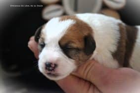 Chiots de race Jack russell terrier à vendre chez l'éleveur DOSDAT JOSUA