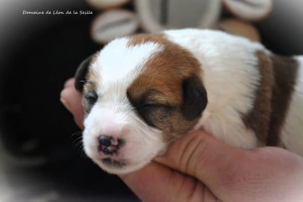 Image de la portée de chiot de l'élévage DOSDAT JOSUA