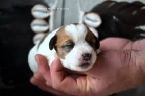 Chiots de race Jack russell terrier à vendre chez l'éleveur DOSDAT JOSUA