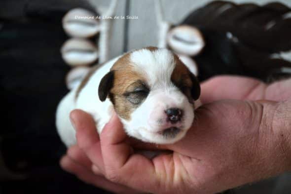 Image de la portée de chiot de l'élévage DOSDAT JOSUA