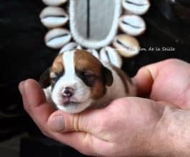 Chiots de race Jack russell terrier à vendre chez l'éleveur DOSDAT JOSUA