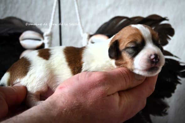 Image de la portée de chiot de l'élévage DOSDAT JOSUA