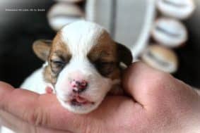 Chiots de race Jack russell terrier à vendre chez l'éleveur DOSDAT JOSUA