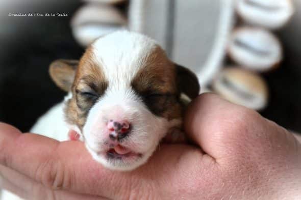 Image de la portée de chiot de l'élévage DOSDAT JOSUA