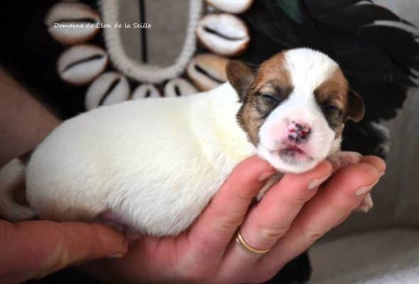 Image de la portée de chiot de l'élévage DOSDAT JOSUA