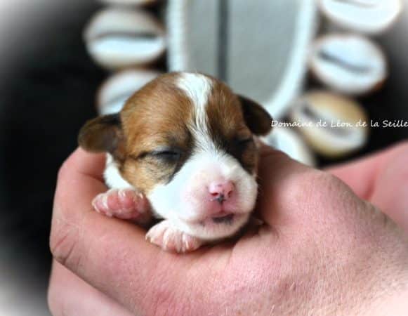 Image de la portée de chiot de l'élévage DOSDAT JOSUA