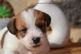 Chiots de race Jack russell terrier à vendre chez l'éleveur DOSDAT JOSUA