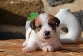 Chiots de race Jack russell terrier à vendre chez l'éleveur DOSDAT JOSUA