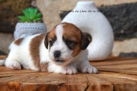 Chiots de race Jack russell terrier à vendre chez l'éleveur DOSDAT JOSUA