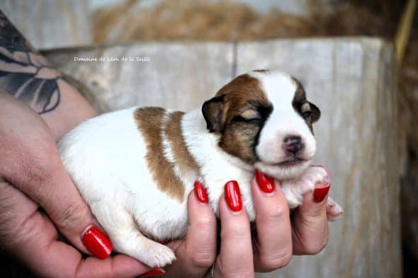 Image de la portée de chiot de l'élévage DOSDAT JOSUA