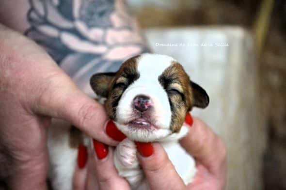 Image de la portée de chiot de l'élévage DOSDAT JOSUA