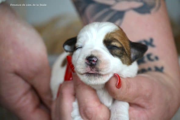 Image de la portée de chiot de l'élévage DOSDAT JOSUA