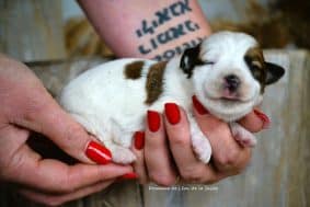 Chiots de race Jack russell terrier à vendre chez l'éleveur DOSDAT JOSUA