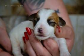 Chiots de race Jack russell terrier à vendre chez l'éleveur DOSDAT JOSUA