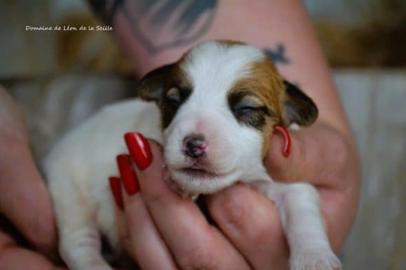 Image de la portée de chiot de l'élévage DOSDAT JOSUA