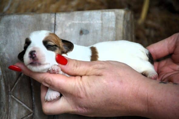 Image de la portée de chiot de l'élévage DOSDAT JOSUA