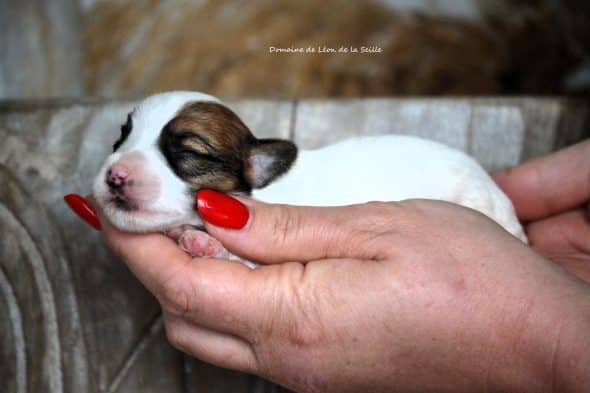 Image de la portée de chiot de l'élévage DOSDAT JOSUA