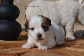 Chiots de race Jack russell terrier à vendre chez l'éleveur DOSDAT JOSUA