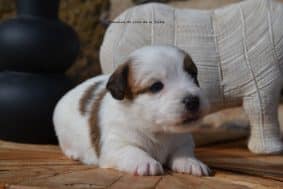 Chiots de race Jack russell terrier à vendre chez l'éleveur DOSDAT JOSUA