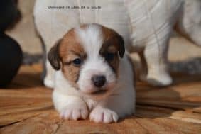 Chiots de race Jack russell terrier à vendre chez l'éleveur DOSDAT JOSUA