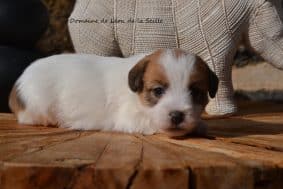 Chiots de race Jack russell terrier à vendre chez l'éleveur DOSDAT JOSUA